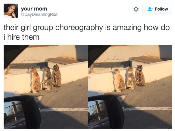 18 Hilarious Tweets About Animals That Will Make Your Day So Much Better