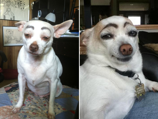 28 Hilarious Photos Of Dogs With Fake Eyebrows That Will Make Your Day