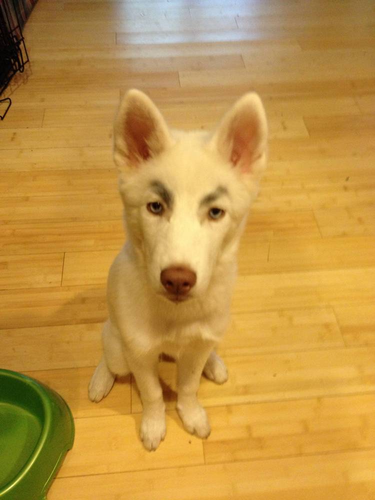 27 Hilarious Photos Of Dogs With Fake Eyebrows That Will Make Your Day So Much Better