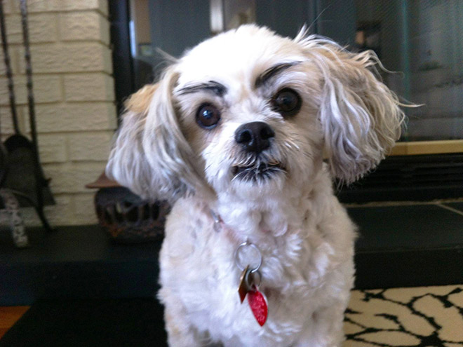 27 Hilarious Photos Of Dogs With Fake Eyebrows That Will Make Your Day So Much Better
