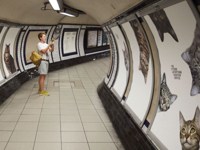 All Adverts In This London Station Have Been Replaced With Cat Pictures For 2 Weeks