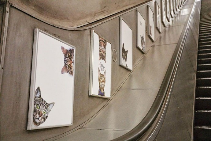 All Adverts In This London Station Have Been Replaced With Cat Pictures For 2 Weeks