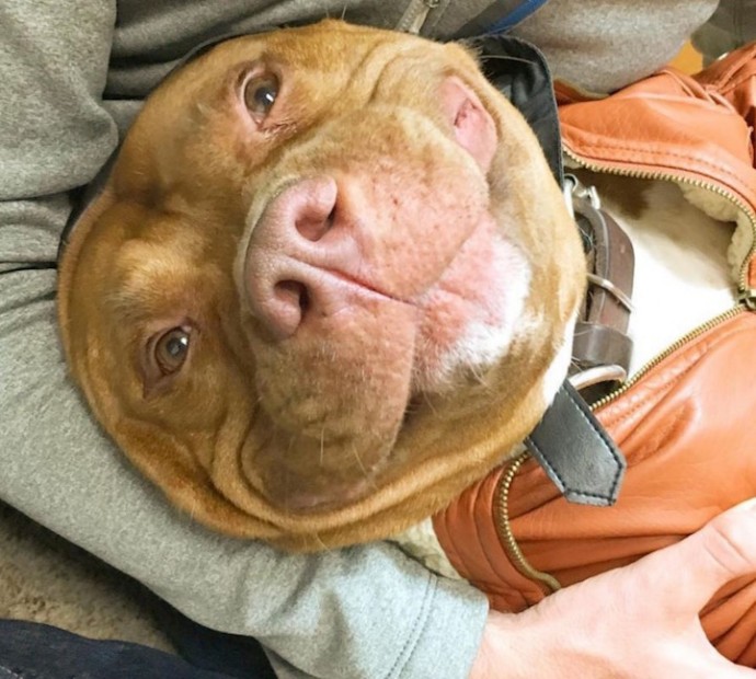 Rescue Dog Can't Stop Smiling After Being Saved, Helps Couple Find Love