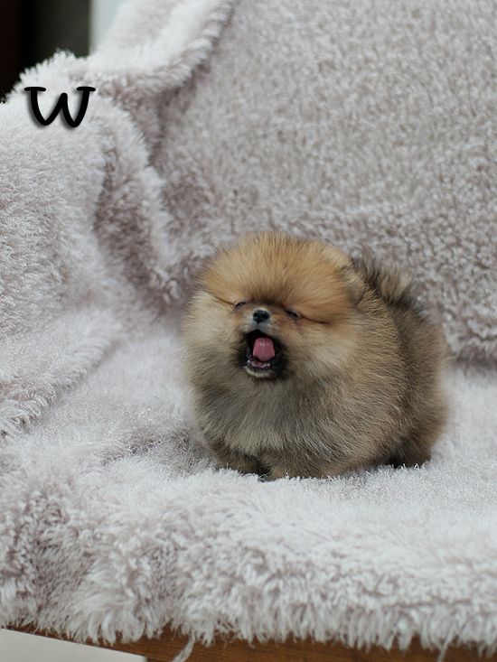22 Adorably Tiny Puppies That Will Make Your Heart Melt From Cuteness