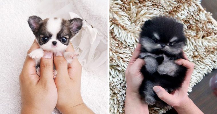 cute tiny puppy