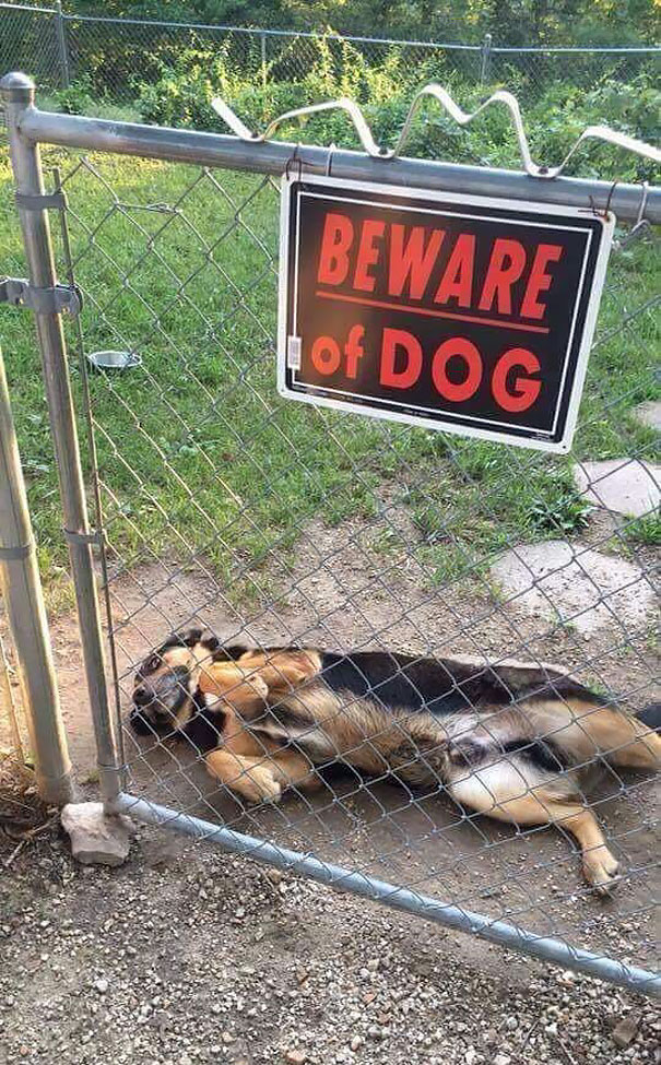 24 "Vicious" Dogs That Make The "Beware Of Dog" Sign Totally Useless