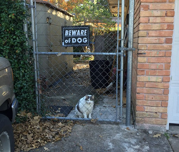 24 "Vicious" Dogs That Make The "Beware Of Dog" Sign Totally Useless
