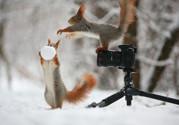 Photographer Captures The Most Adorable Squirrel Photoshoot Ever