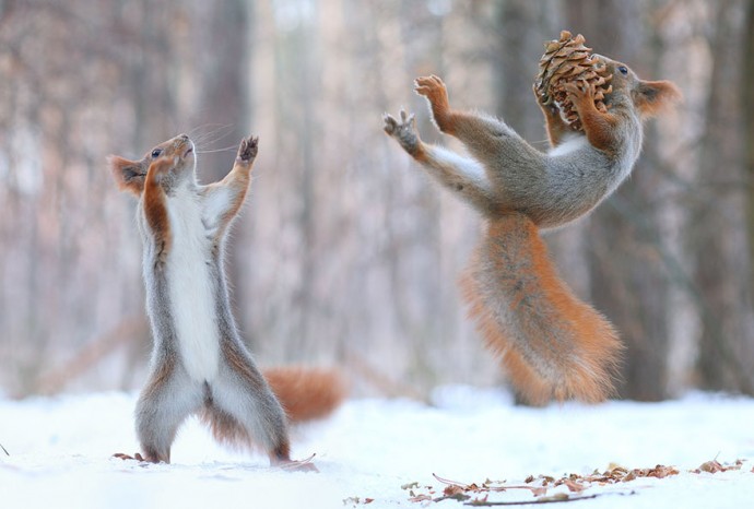 Photographer Captures The Most Adorable Squirrel Photoshoot Ever