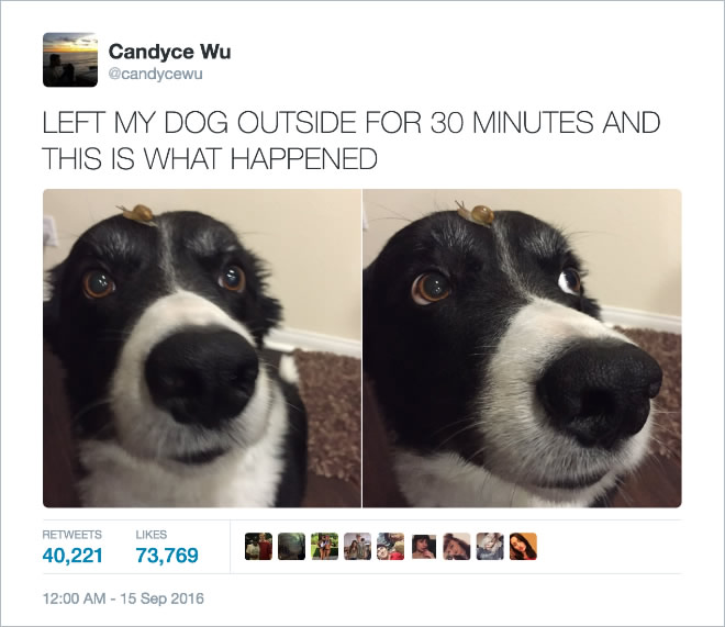 16 Of the Most Hilarious Tweets About Dogs