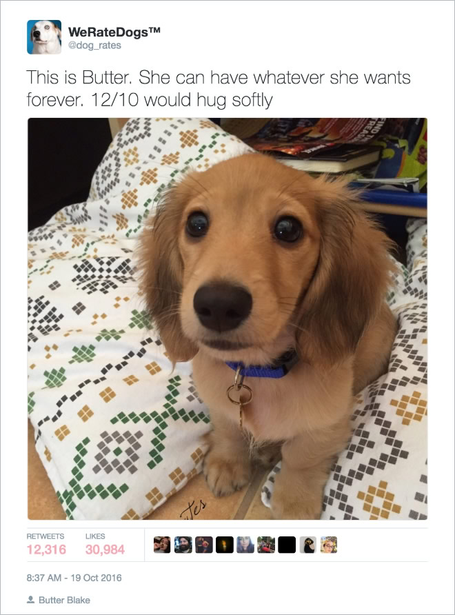 16 Of the Most Hilarious Tweets About Dogs