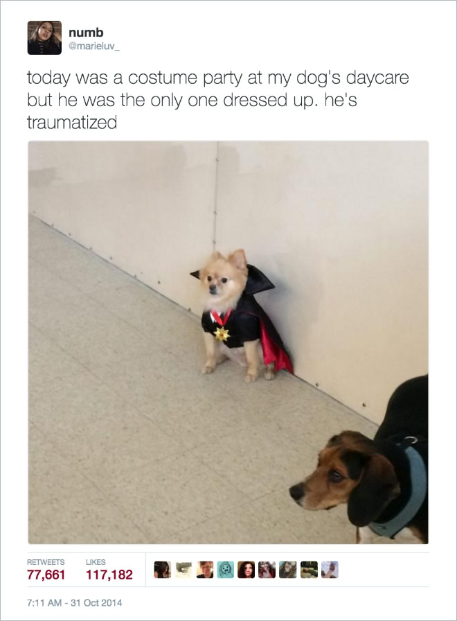 16 Of the Most Hilarious Tweets About Dogs