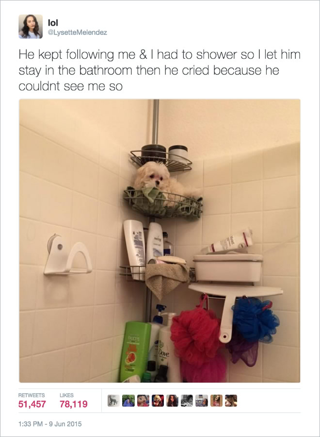 16 Of the Most Hilarious Tweets About Dogs