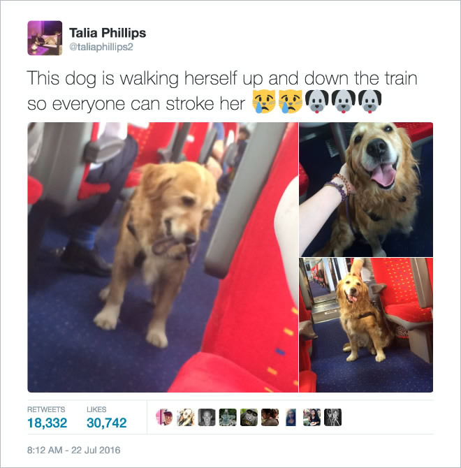 16 Of the Most Hilarious Tweets About Dogs