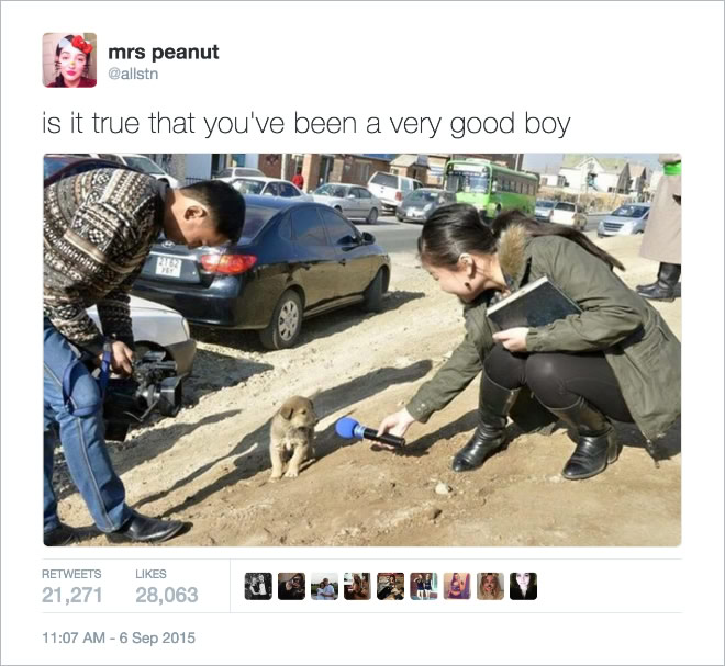 16 Of the Most Hilarious Tweets About Dogs