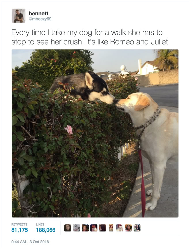 16 Of the Most Hilarious Tweets About Dogs