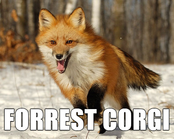 18 Hilarious Brand-New Animal Names That Are So Much Better Than The Originals