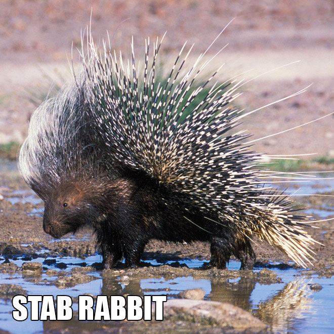 18 Hilarious Brand-New Animal Names That Are So Much Better Than The Originals