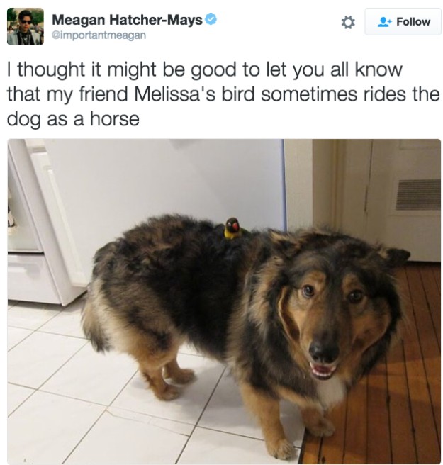 20 Photos To Remind Us That Dogs Are Just Perfect And Majestic Creatures