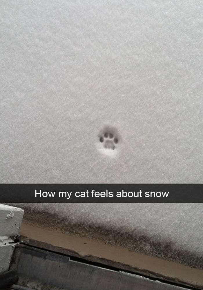 24 Hilarious Cat Snapchats That Will Make Your Day Instantly Better