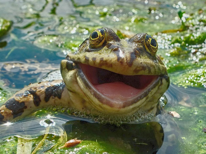 25 Adorable Animals Having The Best Day Of Their Life