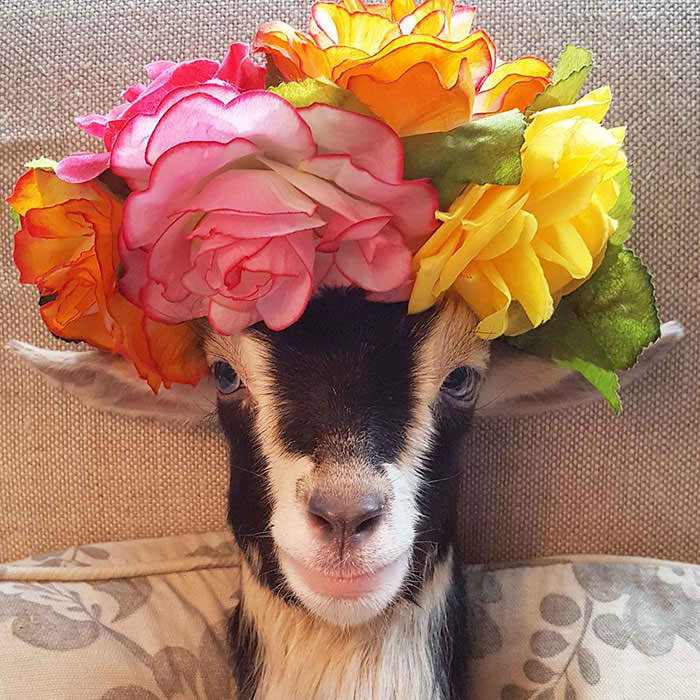 Rescue Goat That Suffers From Anxiety Only Calms Down In Her Duck Costume