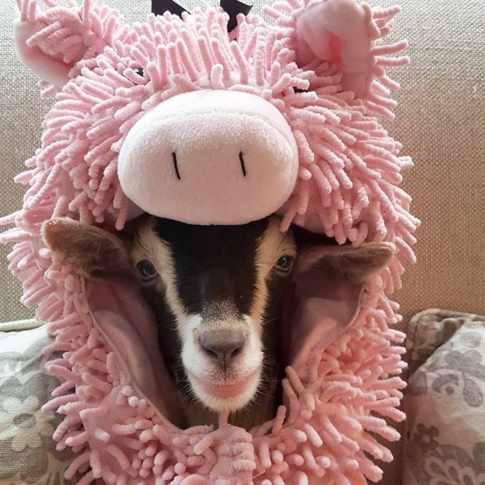 Rescue Goat That Suffers From Anxiety Only Calms Down In Her Duck Costume