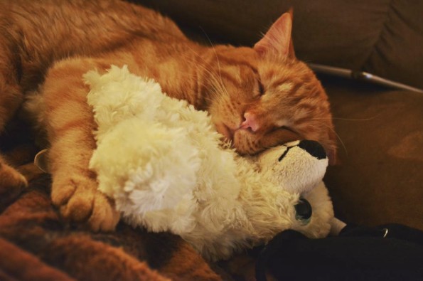 'Saddest Cat' In The World Was Scheduled To Be Put Down, But A Loving Couple Adopted Him And He Transformed In Just One Hour