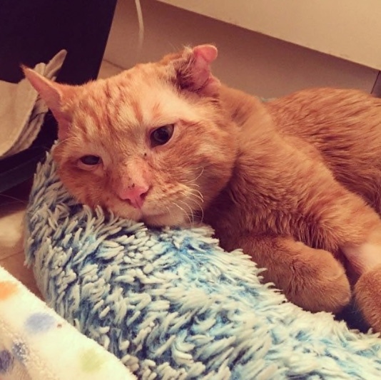'Saddest Cat' In The World Was Scheduled To Be Put Down, But A Loving Couple Adopted Him And He Transformed In Just One Hour