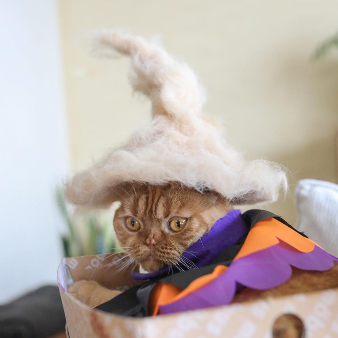 12 Hilarious Photos Of Cats Wearing Hats Made From Their Own Hair