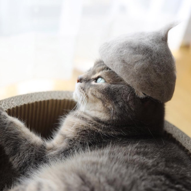 12 Hilarious Photos Of Cats Wearing Hats Made From Their Own Hair