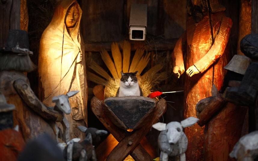 24 Times Cats Crashed Nativity Scenes