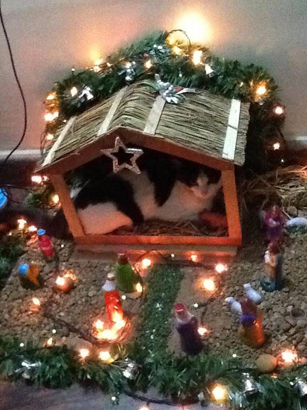 24 Times Cats Crashed Nativity Scenes