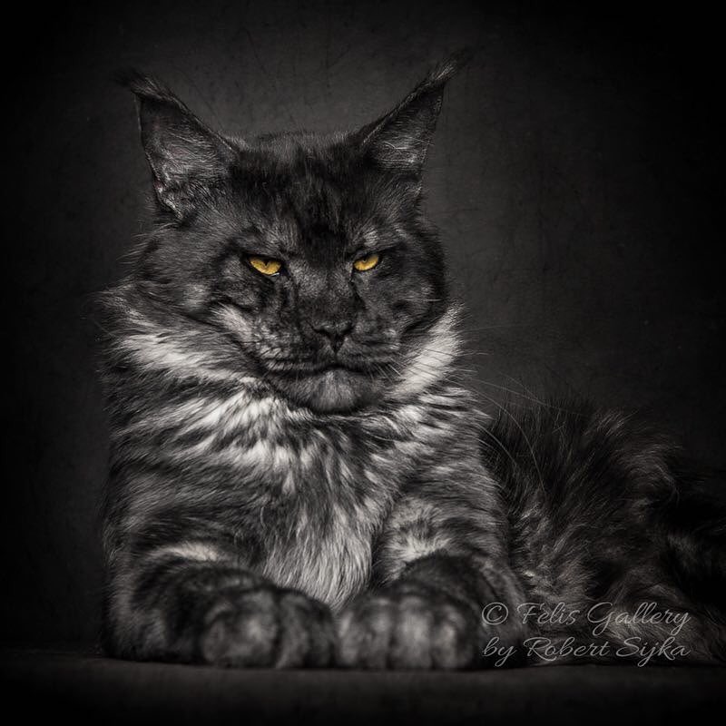 Artist Photographs Maine Coon Cats, Making Them Look Like Majestic ...