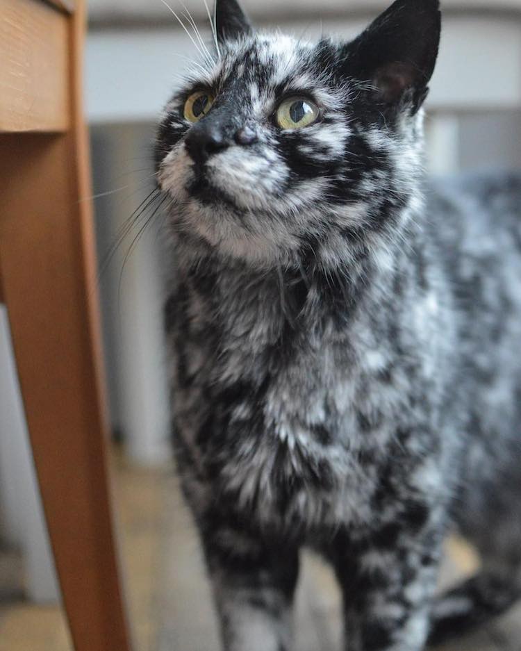 Meet Scrappy, The 19-Year-Old Black Cat Who Grew A Unique Marble Fur ...