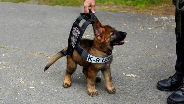 22 Adorable Police Puppies Trying To Look Tough But Failing Miserably