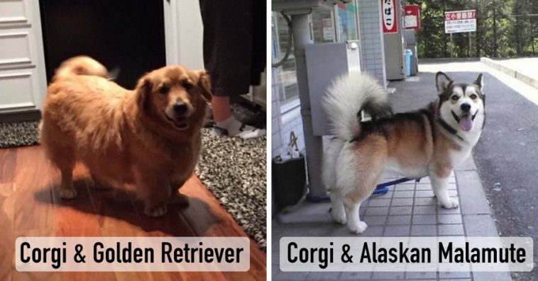 dogs mixed with corgis