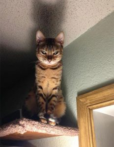 cat blown away instagram