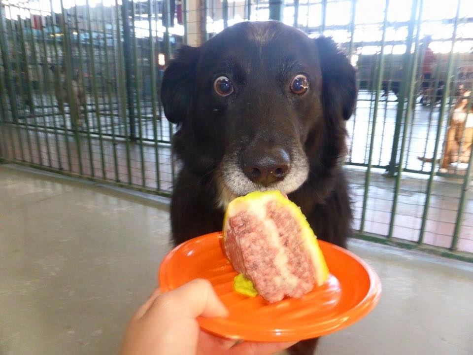 15+ Hilarious Animals Who'd Do Anything For Your Food