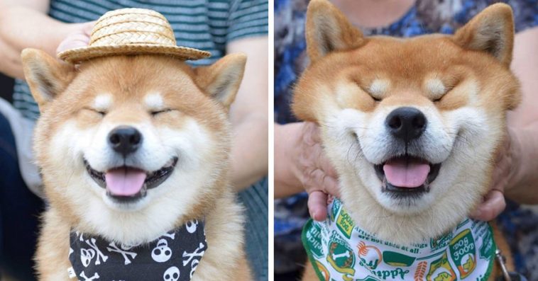 Meet Ryujii The Handsome And Ridiculously Cute Shiba From Japan