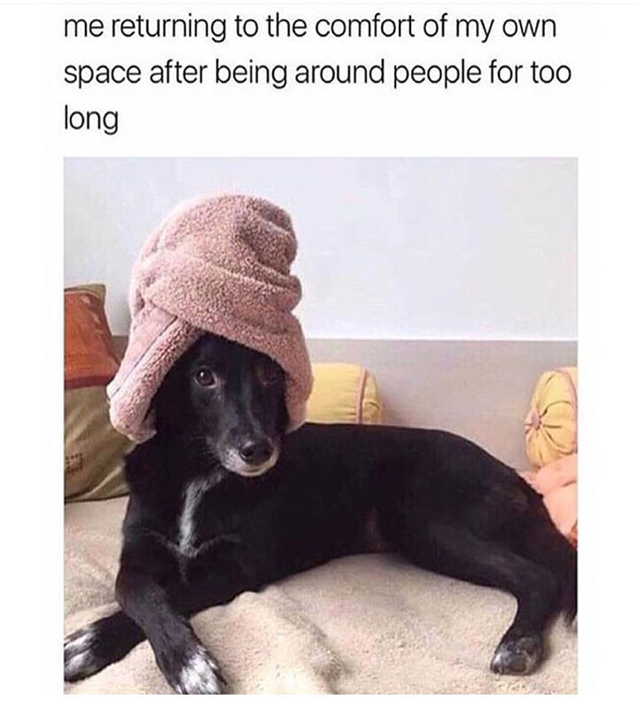 10+ Hilarious Animal Memes That Will Make Your Day So Much Better