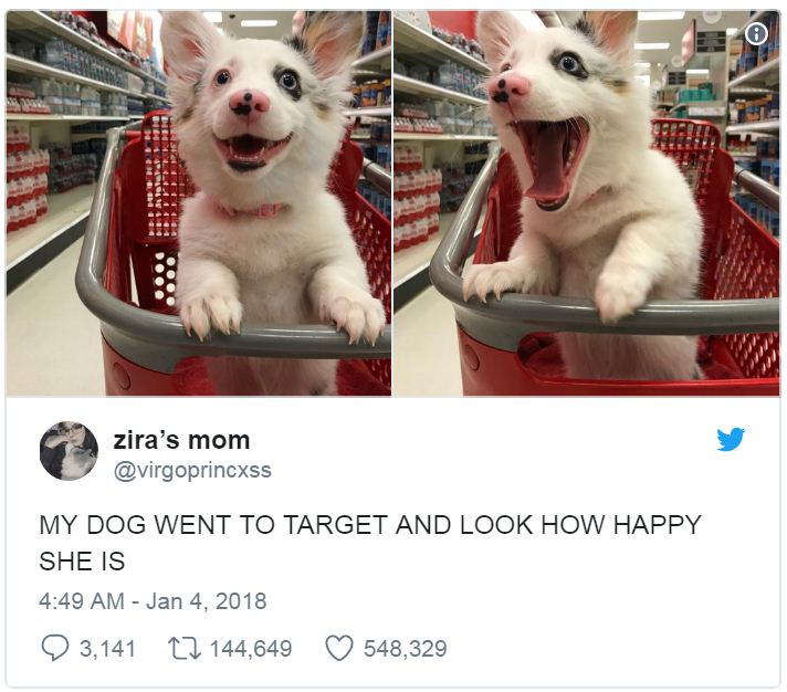 happy dog shopping