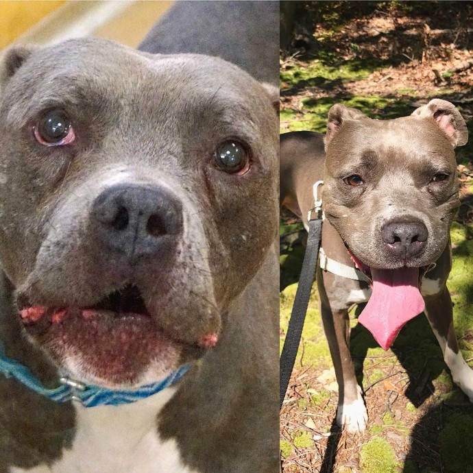 20+ Pictures Of Dogs Before And After Adoption