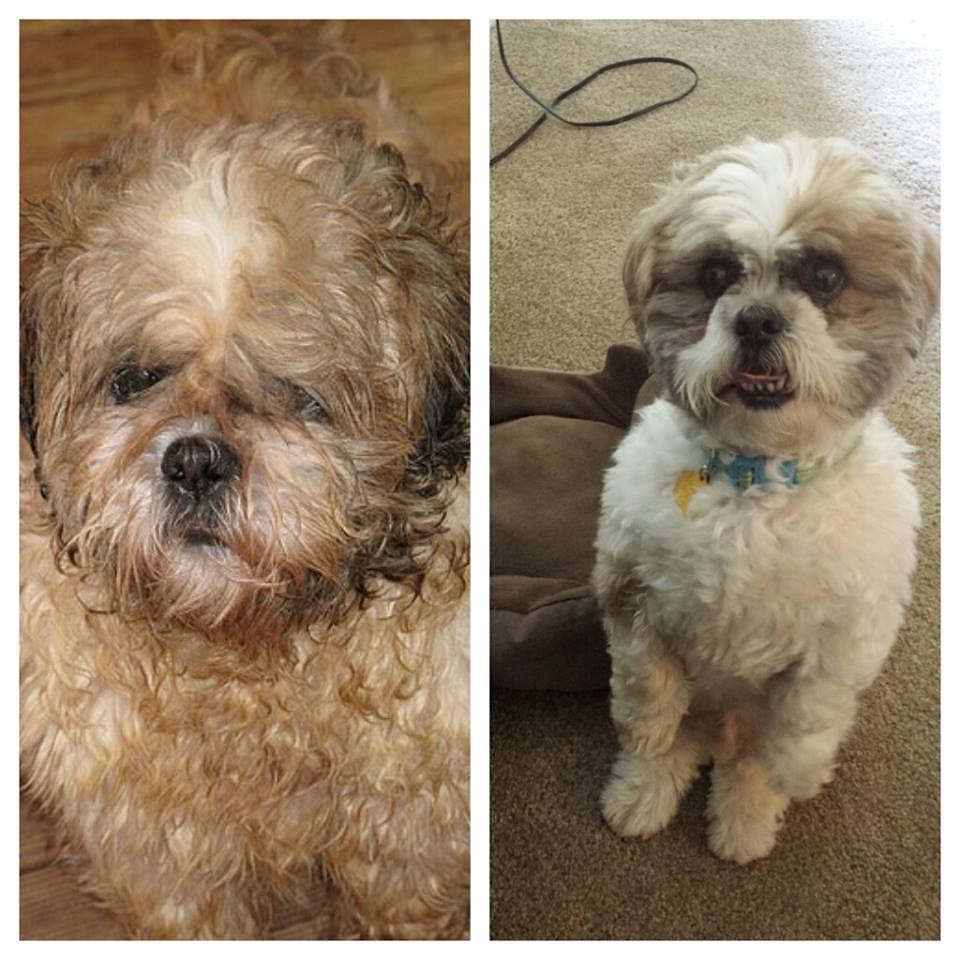 20+ Pictures Of Dogs Before And After Adoption