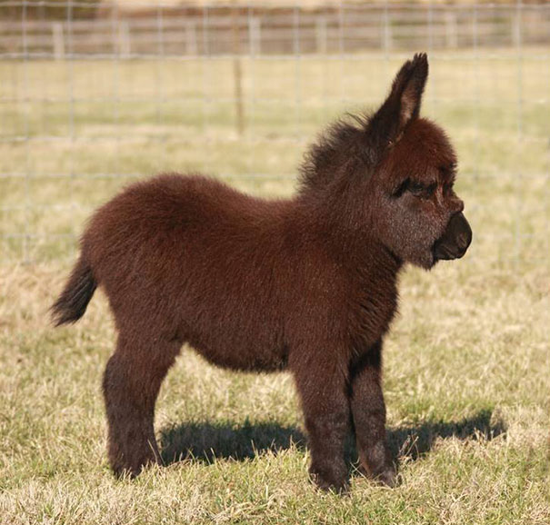 22 Photos Proving That Baby Donkeys Are The Cutest Animals Of The ...