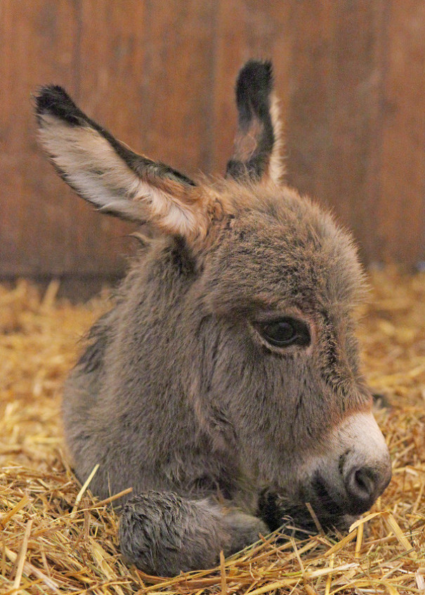 22 Photos Proving That Baby Donkeys Are The Cutest Animals Of The ...