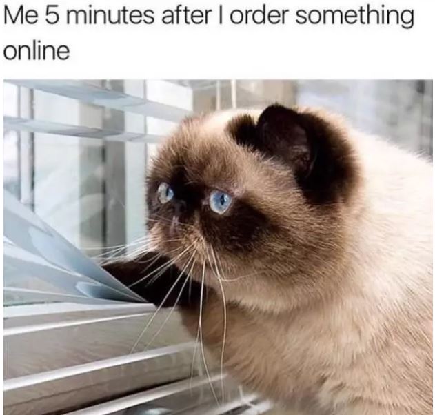 20+ Hilarious Memes Every Cat Owner Will Understand