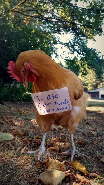 34 Naughtiest Chickens Confessing Their Dirty Crimes - Page 3 of 3