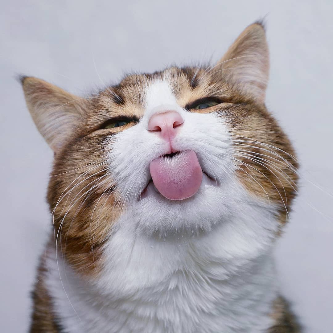 Meet Rexie, The Disabled Cat That Won't Let His Problem Stop Him From