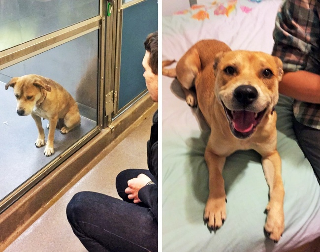 35 Photos Of Dogs Before And After Adoption